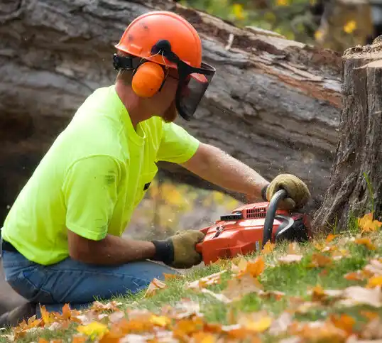 tree services Laurel Park